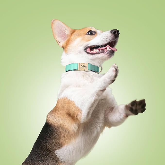 PET ARTIST Colorful Personalized Dog Collars, Custom Dog Collar with Silent Engraved ID Tag, Lightweight Breathable Nylon & Soft Padded, Matching Leash & Poop Bag for Large Dogs,Green,L Fit 15-23"