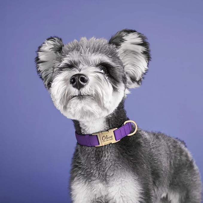 PET ARTIST Personalized Dog Collars, Colorful Purple Custom Dog Collar with Silent Engraved ID Tag, Lightweight Breathable Nylon & Soft Padded, Matching Leash & Poop Bag for Small Dogs,Fit 10-15"