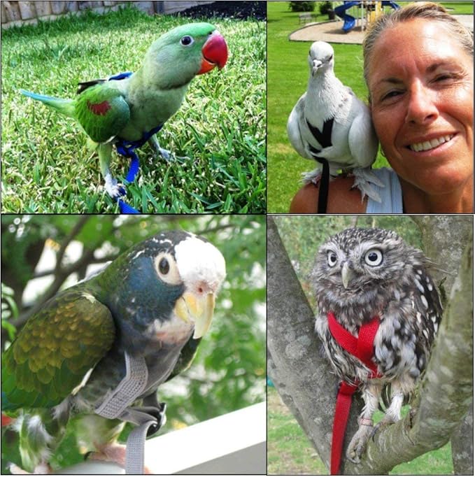 The AVIATOR Pet Bird Harness and Leash: Small Blue