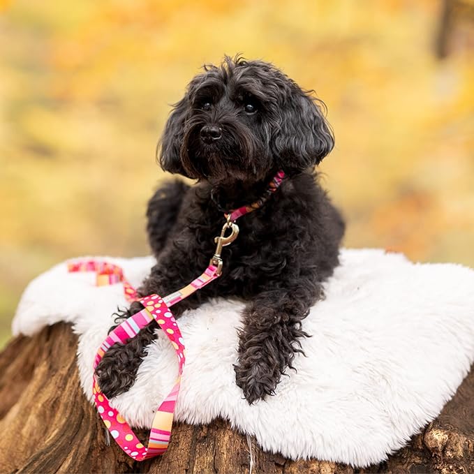 Lucky Love Dog - Adjustable Dog Collar with Easy Click Buckle for Small Dogs, Durable, & Comfortable for Male & Female Dogs, Pet Collar for Puppies & Adult Dogs - Molly, Small