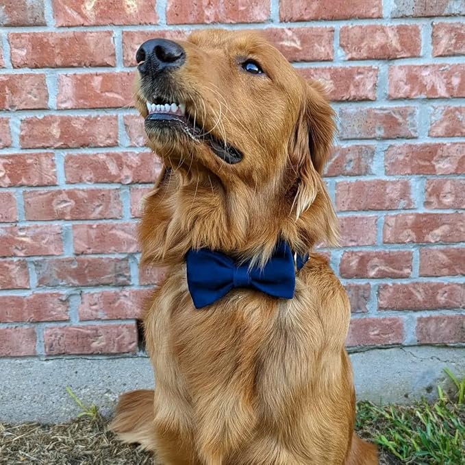 PETDURO Custom Dog Collar Personalized with Name Engraved Quick Release Rose Gold Metal Buckle for Large Medium Small Girl Dogs - Dog Leash and Bow Tie Available - Soft Comfy Velvet (Dark Blue, XL)