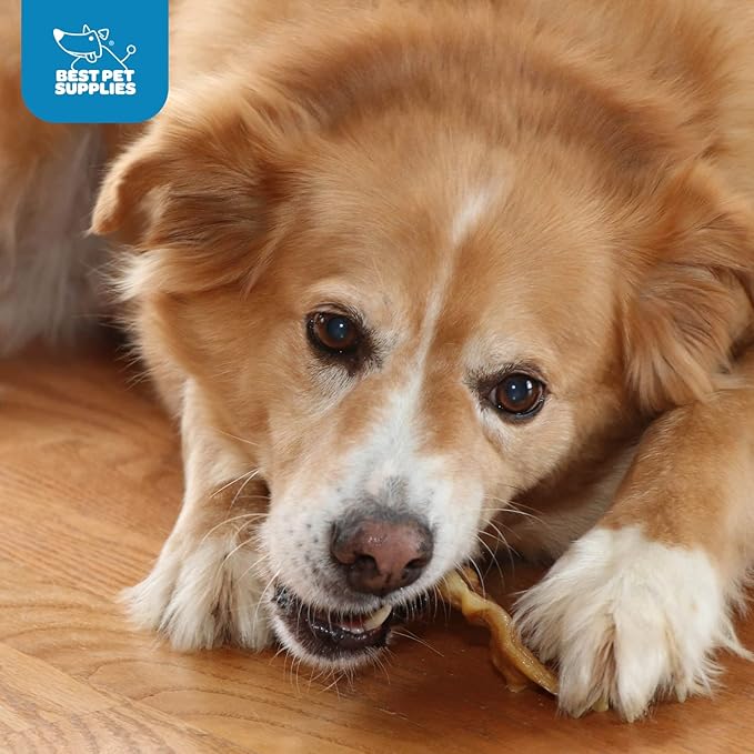 Best Pet Supplies GigaBite Roasted Pig Ears for Dogs - Natural Dog Chews, Roasted Pigs Ears, Safe for Puppies and Aggressive Chewers, Cleans Teeth and Gums - Slivers, 2 Pounds