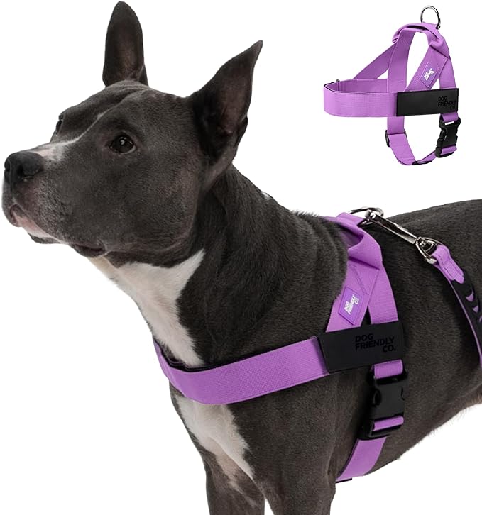 DF Co. Dog Harness | Chafe Resistant Webbing, Adjustable Neck & Chest, and Heavy Duty D-Ring | Sturdy, Comfortable, Easy to Use | Purple, Size XS