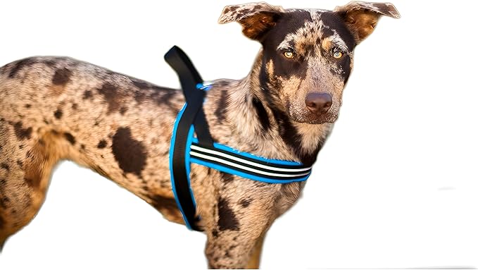 ComfortFlex Sport Dog Harness – No-Choke, Fully Padded, Non-Chafing Harness with Control Handle – Reflective, Lightweight, Adjustable for Active Dogs - Large, Blue Jay