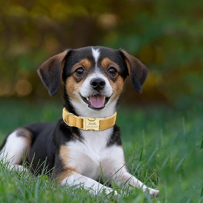 Personalized Velvet Dog Collar with Name & Phone Custom Dog Collar Personalized Name and Phone Number, Custom Collar Leash for Dogs, Engraved Metal Buckle Collar (Style- D)