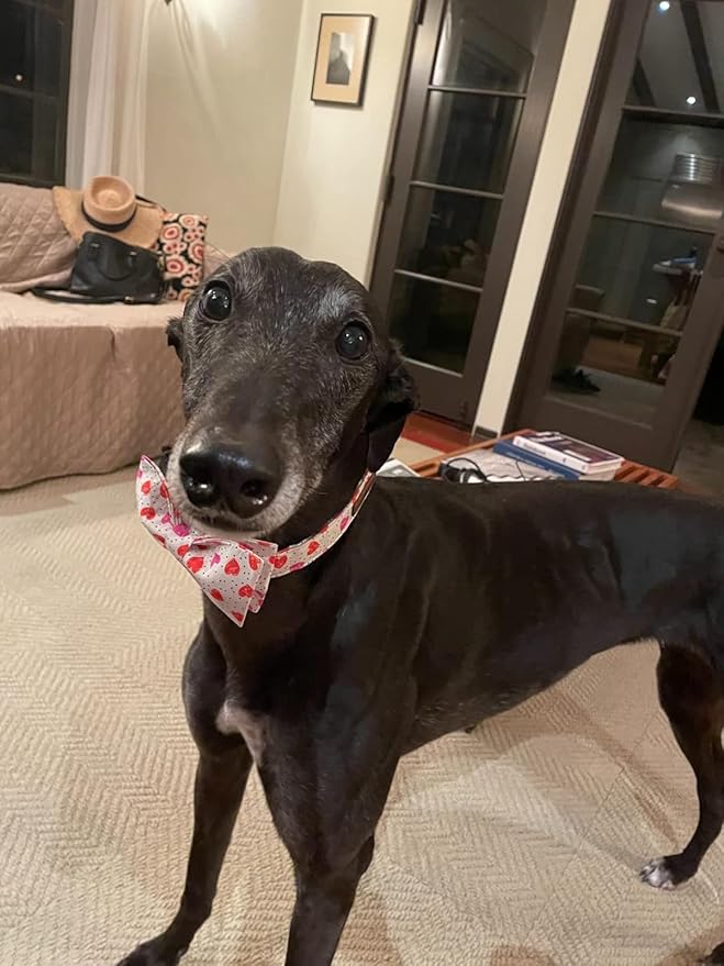 Lionet Paws Valentines Day Dog Collar with Bowtie, Dog Bowtie Collar with Metal Buckle for Dogs, Adjustable Comfortable Dog Collar Girl Boy, S, Neck 10-16 in