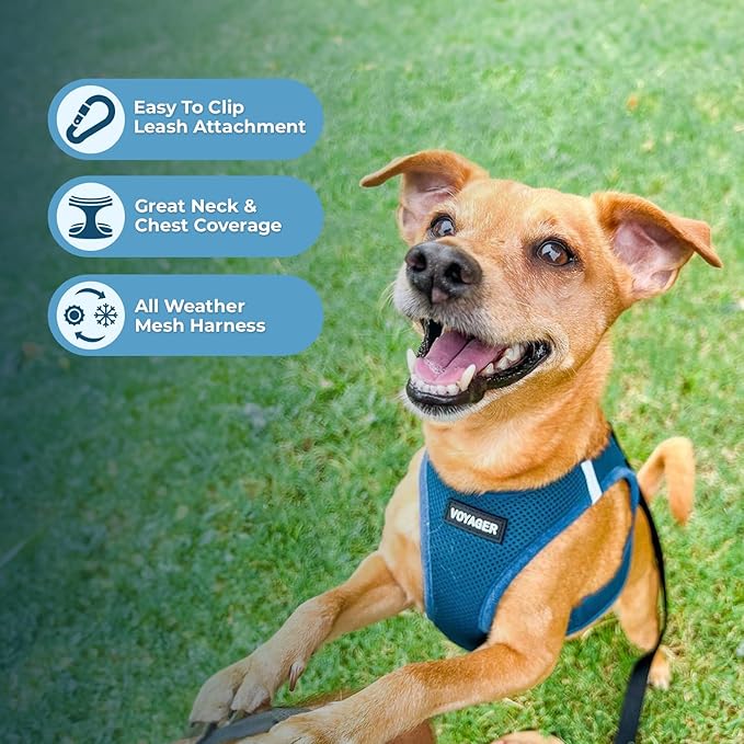 Best Pet Supplies Voyager Step-in Air Harness - All Weather Mesh, Reflective, No Pull Harness for Dogs, Cats - Secure with Hook & Loop Fastener, Buckle, Double D-Rings - Turquoise, M