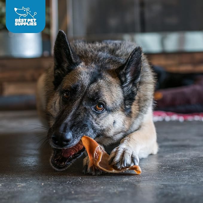 Best Pet Supplies GigaBite Roasted Pig Ears for Dogs - Natural Dog Chews, Roasted Pigs Ears, Safe for Puppies and Aggressive Chewers, Cleans Teeth and Gums - Whole Ears, Pack of 70