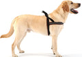 ComfortFlex Sport Dog Harness – No-Choke, Fully Padded, Non-Chafing Harness with Control Handle – Reflective, Lightweight, Adjustable for Active Dogs – Medium, Bordeaux