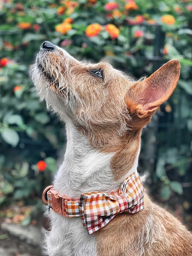 Elegant little tail Dog Collar with Bow, Comfotable Dog Bowtie, Bowtie Dog Collar Adjustable Dog Collars for Small Medium Large Dogs and Cats