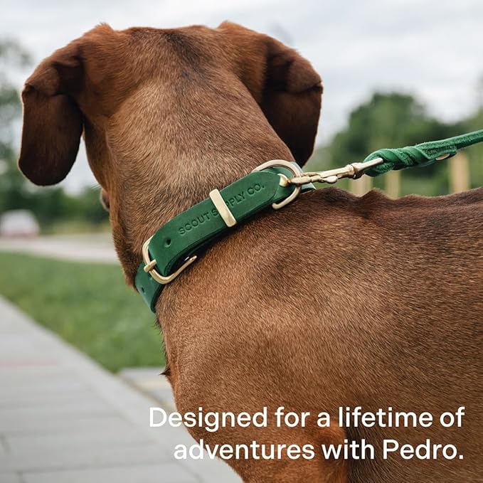 Scout Supply Classic Leather Dog Leash | Strong Heavy Duty Thick Full Grain Leather | Waterproof & Rust-Proof Brass Hardware (Green, M: 4.5 ft x 1/2 in)