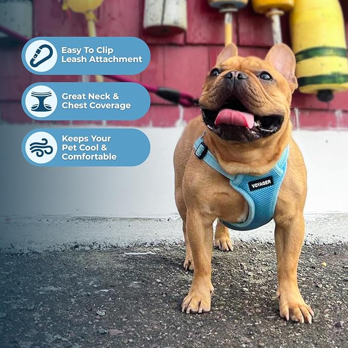 Best Pet Supplies Voyager Adjustable Step-in Flex Breathable Mesh Dog Harness for Small Medium Large Dogs Leash Set (Baby Blue), S