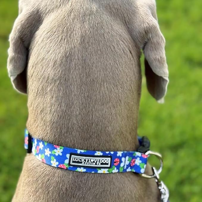 Lucky Love Dog - Easy Click Buckle Dog Collar with Leash Set Combo, Durable & Comfortable for Male & Female Dogs, Pet Collar for Small Dogs, Secure Fit - Lilian Combo, Small
