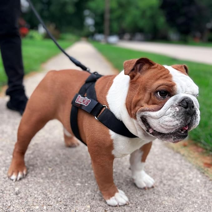 BULLHUG Adjustable Dog Harness– No Pull, No Choke – for English Bulldogs, French Bulldogs, Pugs & Broad-Chested Breeds – Easy, Safe Walks (Black, XL)