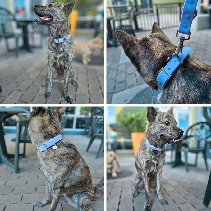Waterproof Dog Collar, Soft Comfortable Pet Collars, Adjustable Odor Proof Heavy Duty Dog Collars Easy to Clean for Large, Medium Small Dogs by Bee N Buu (Cyan Blue, Small (length8-12, Width 3/4"))