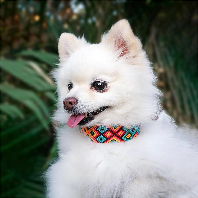Eternia Premium Leather Dog Collar - Adjustable Handcrafted Collar for Small to Large Dogs (Green/Red, S)