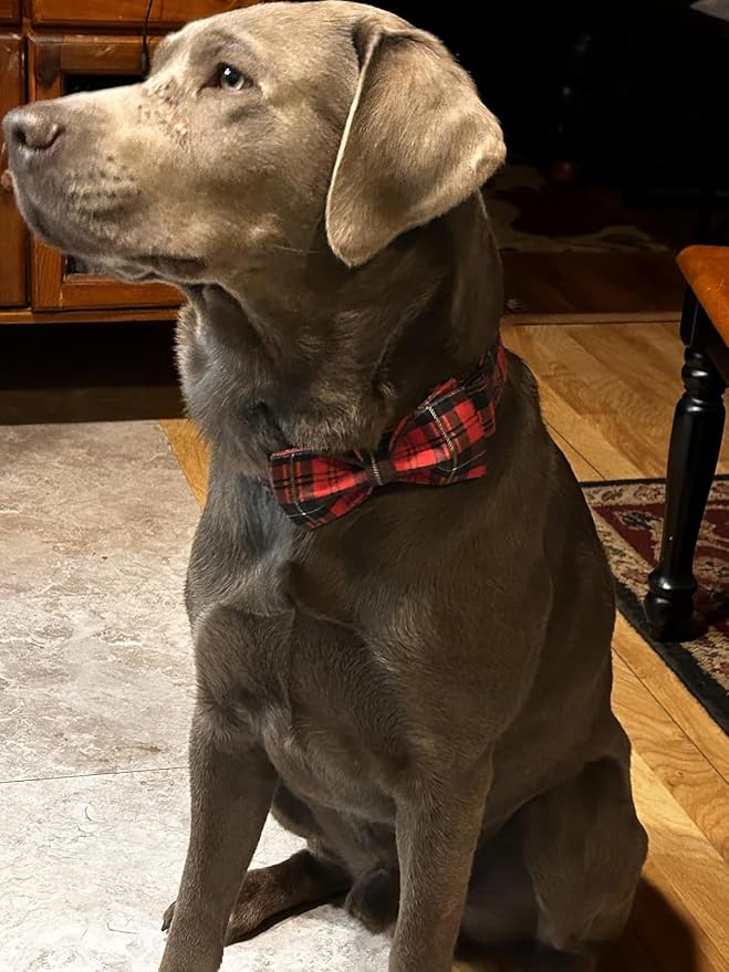 Lionet Paws Christmas Dog Collar with Bowtie, Dog Bowtie Collar with Metal Buckle for Dogs, Adjustable Comfortable Dog Collar Girl Boy Gift, XL, Neck 16-26 in