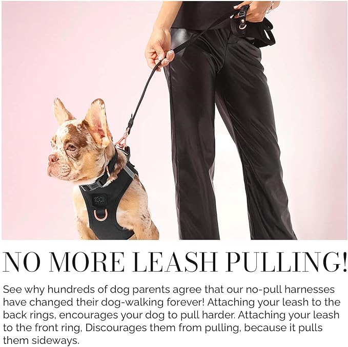 The DOGISTRY - City Dog Leash - Black - Award-Winning Adjustable Hands-Free Design - Luxe Rose Gold Hardware & Style-Forward Functionality - Small