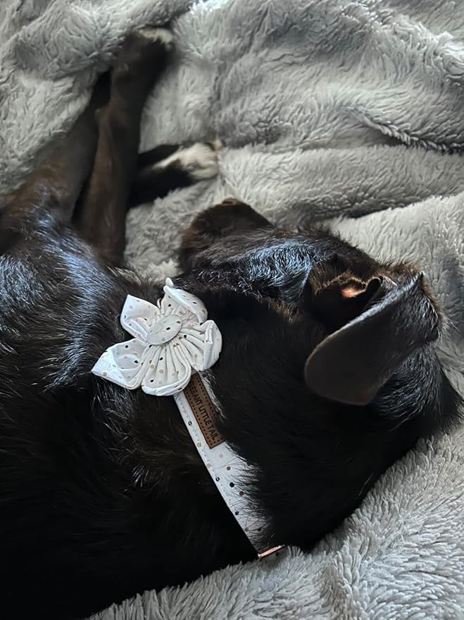 Elegant Little Tail Dot Cute Pet Collar with Flower - Adjustable for Small Dogs