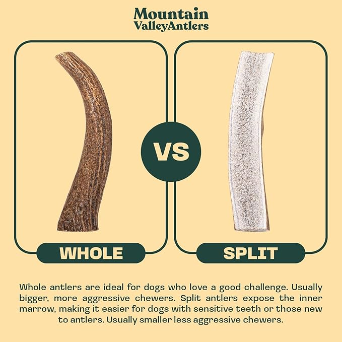 Mountain Valley Elk Antlers for Dogs - 100% Natural & Organic Chew for Aggressive Chewers, No Odor, No Mess, Long Lasting - Wild-Foraged Naturally Shed Antlers in USA - Grade A, Whole Jumbo (1 Pack)