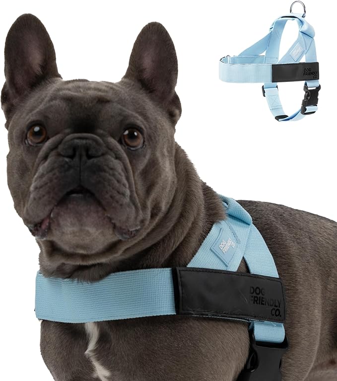 DF Co. Dog Harness | Chafe Resistant Webbing, Adjustable Neck & Chest, and Heavy Duty D-Ring | Sturdy, Comfortable, Easy to Use | Sky Blue, Size XXS
