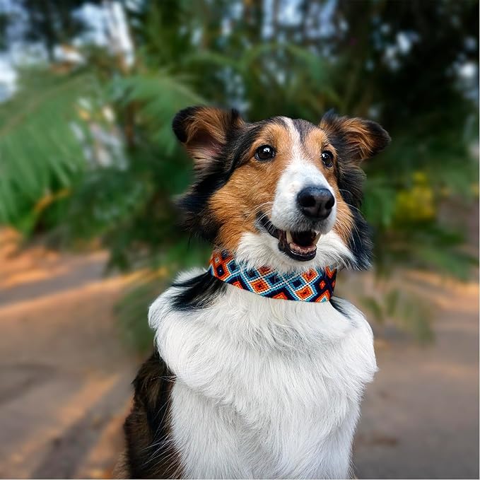 Eternia Premium Leather Dog Collar - Adjustable Handcrafted Collar for Small to Large Dogs (Orange/Blue, M)