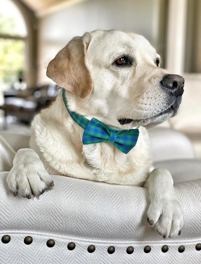 PETDURO Personalized Checkered Plaid Dog Collar Green Blue - Engraved Name and Phone Number on Gold Metal Buckle - Custom for Small Medium Large Boy Girl Dogs - Add Leash Bow Tie via Customize Now