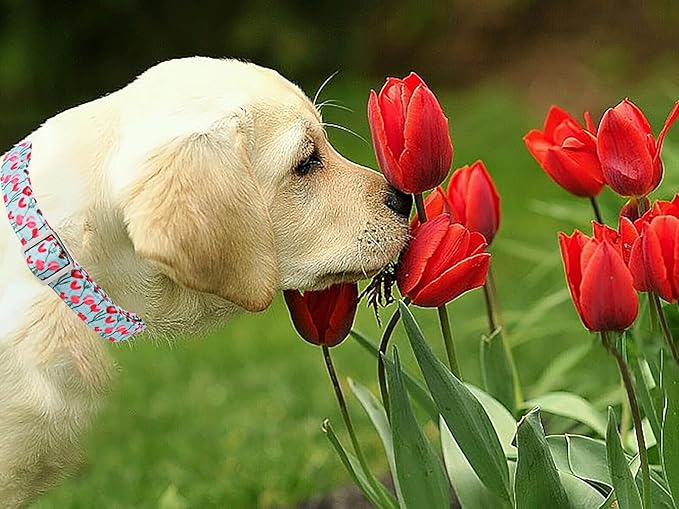Lionet Paws Design Dogs Collar Cute Adjustable Flower Dog Collars for Girl Female Small Medium Dogs with Tulips S