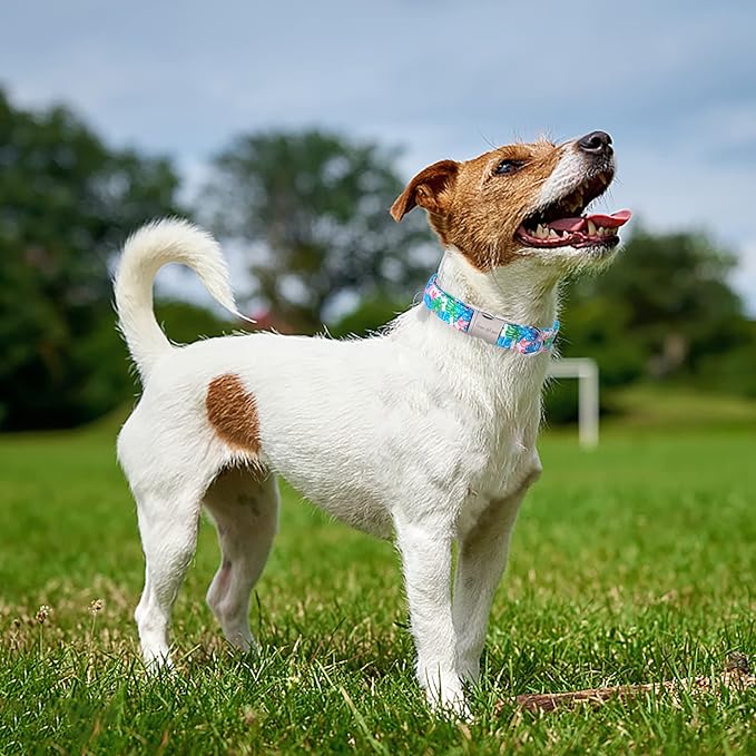 Unique Style Paws Metal Buckle Banana Leaves Dog Collar, Durable & Cute, Suitable for Small, Medium & Large Dogs, Unique Design, Superior Craftsmanship, Exceptional Customer Service