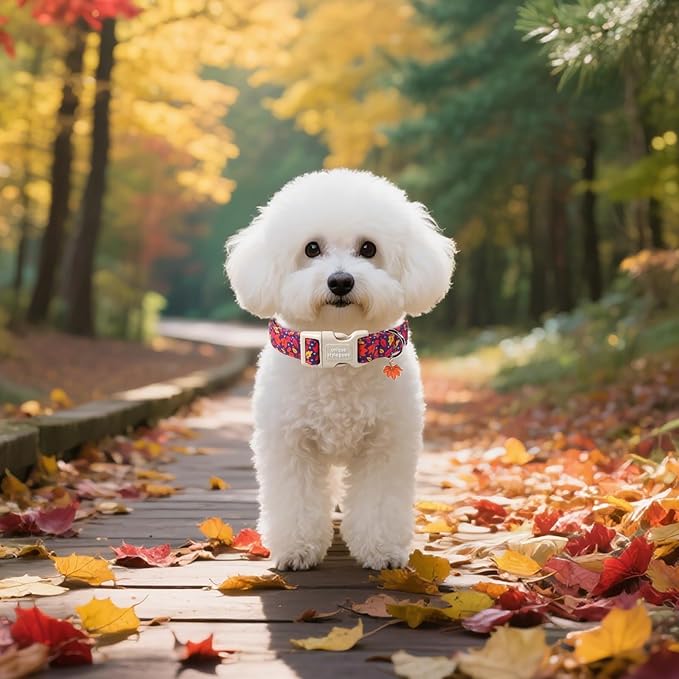 Unique style paws Dog Collar Plastic Buckle with Pendant Colorful Maple Leaf Puppy Collars for Small Medium Large Boys Girls Dogs