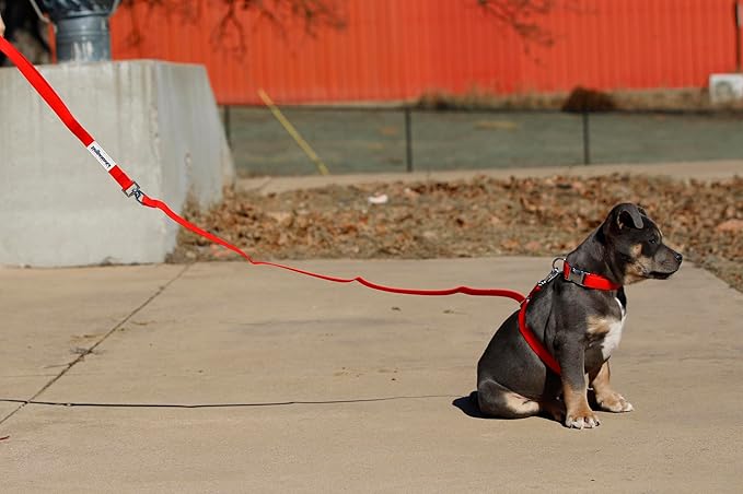 No-Pull Dog Leash, Chew Resistant, Waterproof, Durable PVC Material, Multiple Sizes and Colors (Red, Small)