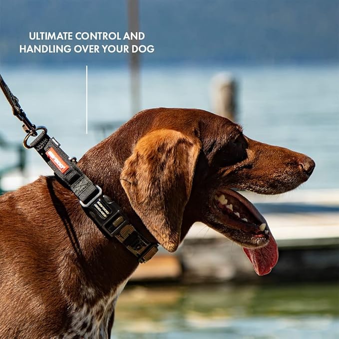 EzyDog Checkmate Martingale Collar for Dogs – Premium Nylon Training Dog Collar for Easy Control with no Choking (X-Large, Orange)