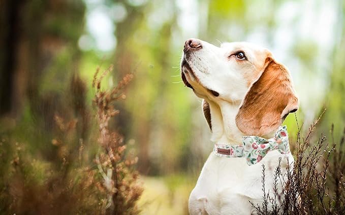 Elegant little tail Dog Collar with Bow, Comfotable Dog Bowtie, Bowtie Dog Collar Adjustable Dog Collars for Small Medium Large Dogs and Cats