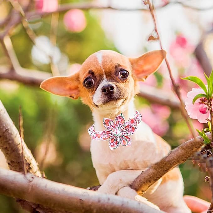 Lionheart glory Dog Collar with Flower Pink Peach Dog Collar Girl Soft Durable Adjustable Collar Bows Spring Collar Dog Flower for Large Dogs