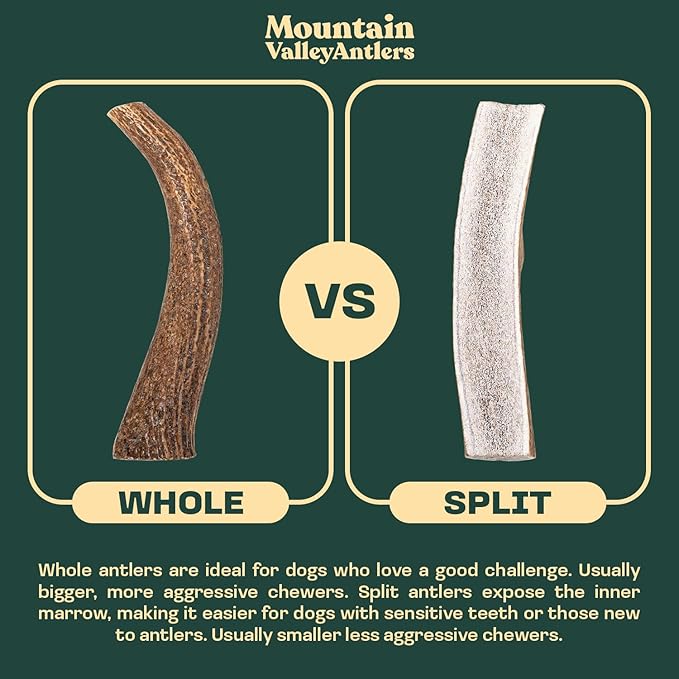 Mountain Valley Elk Antlers for Dogs - 100% Natural & Organic Chew for Aggressive Chewers, No Odor, No Mess, Long Lasting - Wild-Foraged Naturally Shed Antlers in USA - Grade A, Split Medium (1 Pack)