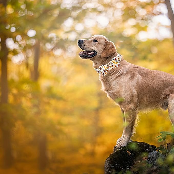 Elegant little tail Fall Dog Collar, Orange Floral with Rugby Print Pet Collars with Bow Puppy Collar Female or Male Cotton Adjustable Collars for Small Medium Large Dogs
