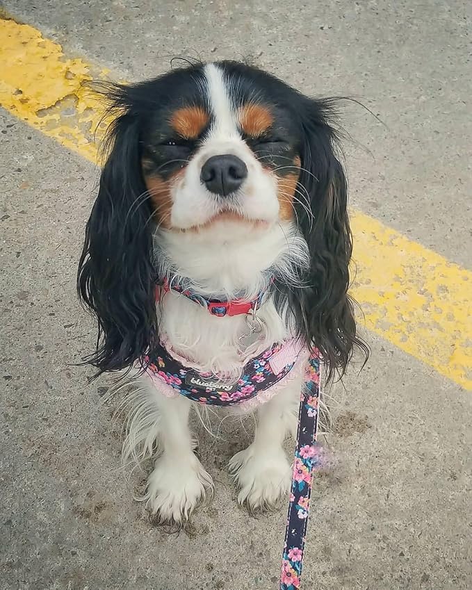 Blueberry Pet Made Well Elegant Floral Print Adjustable Dog Collar in Sleek Black with Pink Artificial Silk Flower, X-Small, Neck 7.5"-10"