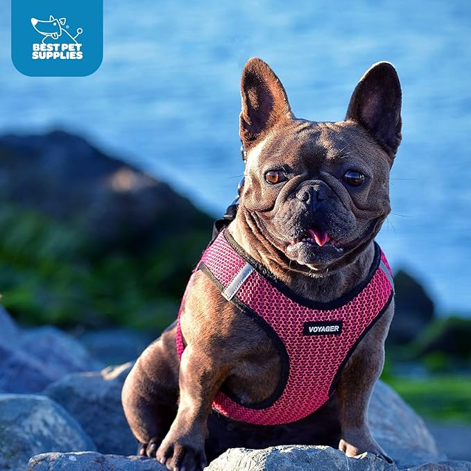 Best Pet Supplies - All Weather Mesh/Plush, Reflective, No Pull Harness for Small, Medium Dogs, Cats - Secure with Hook & Loop Fastener, Buckle, Double D-Rings - Fuchsia 2-Tone, L