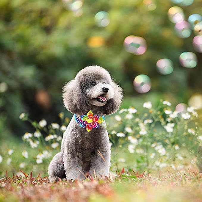 Lionheart glory Rainbow Dog Collar with Flower Colorful Summer Dog Flower Collar Heavy Duty Adjustable Pride Collars for Medium Dogs Pet Gift Holiday