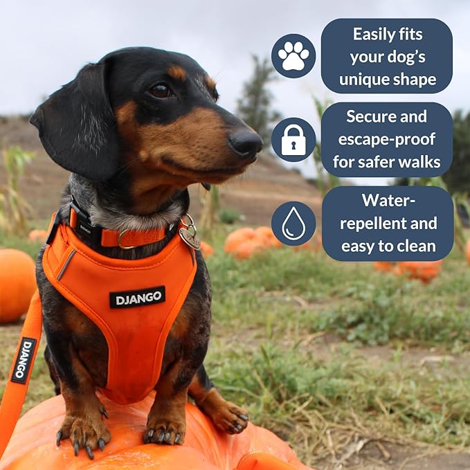 DJANGO Adventure Dog Harness - Stylish, & Durable Medium Dog Harness for Outdoor Adventures and Everyday Wear - Sunset Orange Neoprene Adjustable Harness for Dogs with Reflective Piping & Brass D-ring