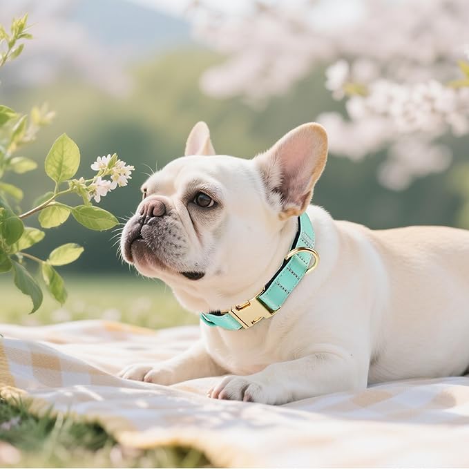 Didog Soft Padded Dog Collar for Large Dogs, Colorful and Durable Pet Collar with Quick Release Buckle, Light and Breathable for Daily Walking, Teal, L