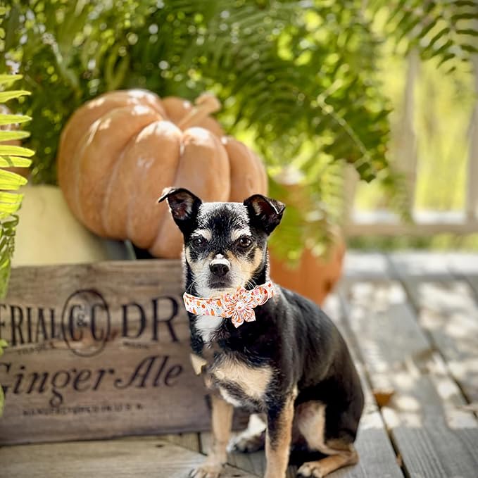 Elegant Little Tail Halloween Pumpkin Dog Collar with Soft Durable Flower Pet Collar for Large Dogs