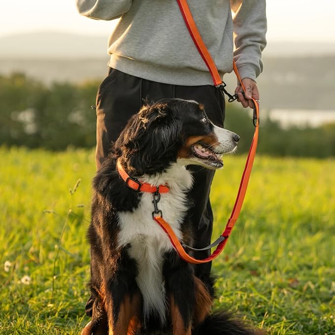 Hands Free Dog Leash - Waist or Shoulder Leash for Walking and Hiking with Medium and Large Dogs, Adjustable 4 to 6 FT Outdoor Bungee Lead with Traffic Handle by Nuvuq (18-120 lbs, Orange)
