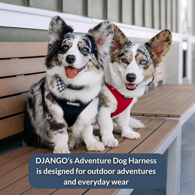 DJANGO Adventure Dog Harness - Stylish and Comfortable Large Dog Harness for Outdoor Adventures and Everyday Wear - Black Neoprene Adjustable Harness for Dogs with Reflective Piping and Brass D-Ring