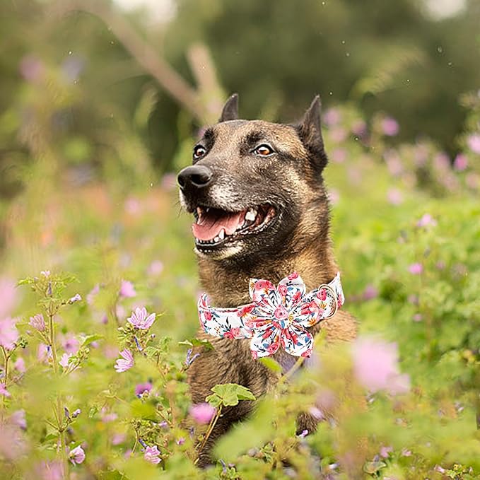 Lionheart Glory Floral Dog Collar - Soft, Durable & Adjustable for Large Dogs