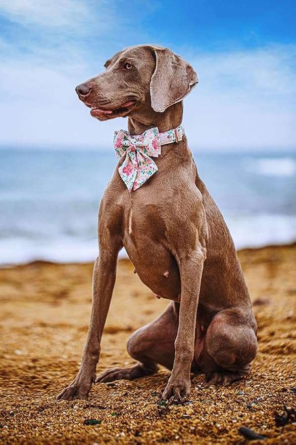 Lionet Paws Dog Collar with Bow Tie - Soft Comfortable Adjustable Collars with Metal Buckle for Small Dogs and Cats, Neck 10-16 Inches