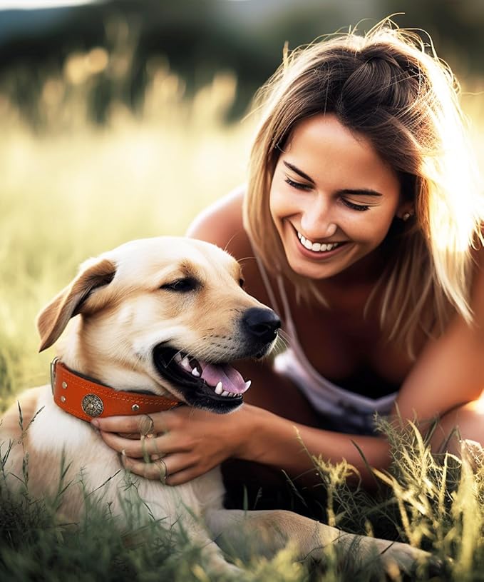 Leather Dog Collar, 2 inches Wide Heavy Duty Genuine Leather Collars, Handmade, Soft, and Luxury, Eye-catching Best Choice for Large and Medium Breed Dogs, Orange 15-19 ins