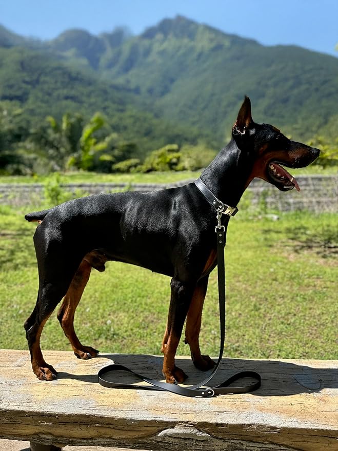 6ft Long Leash for Dogs - 1000lb Strength, Waterproof with Stainless Steel Hardware, Durable Long Dog Leash for Large Breeds