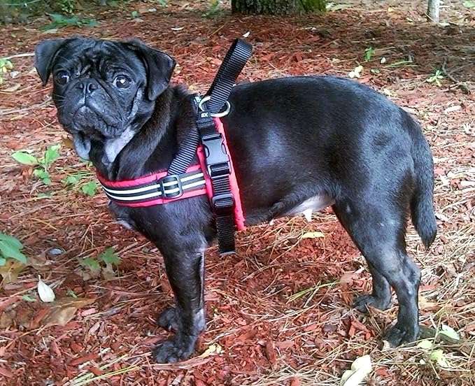 ComfortFlex Sport Dog Harness – No-Choke, Fully Padded, Non-Chafing Harness with Control Handle – Reflective, Lightweight, Adjustable for Active Dogs - Medium/Large, Mariner Blue