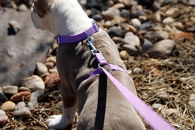 No-Pull Dog Leash, Chew Resistant, Waterproof, Durable PVC Material, Multiple Colors and Sizes (Purple, Small)